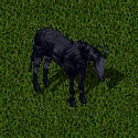 Undead Horse