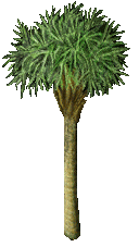 Coconut tree.gif