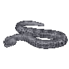 Animal serpent.png