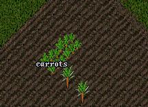 Carrots field.jpg