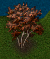 Willow-tree-fall.png