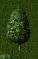 Pear-tree.png