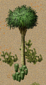 Coconut-tree.png